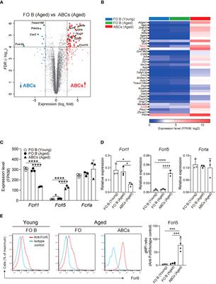 Upregulated Fcrl5 disrupts B cell anergy causes autoimmune disease